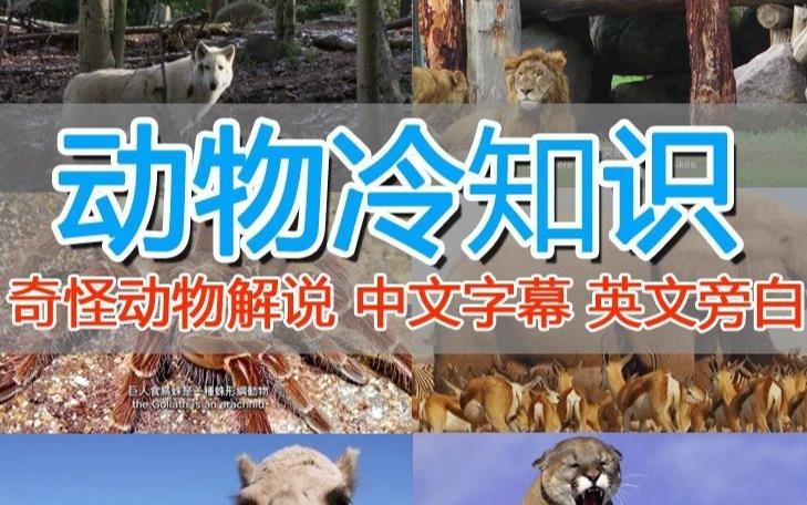 外面卖1699的国外纪录片解说（动物解说、美食、动画片）稳过中视频-八号资源库